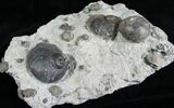 Gastropod, Echinoderm & Brachiopod Associatation - Indiana #6610-1